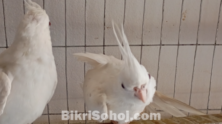 এ্যালভিওনো ককাটেল